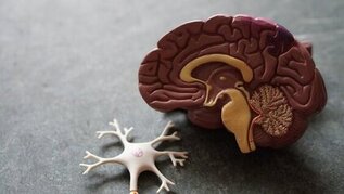 10 Effective Brain Boosting Foods That will Improve your Memory and Learning
