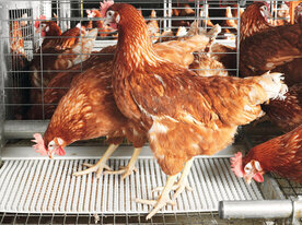 how-to-start-poultry-farming-business-nigeria