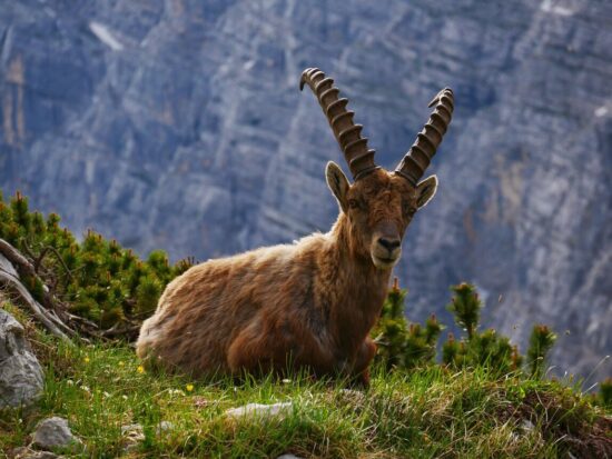 Altai Mountain Goat