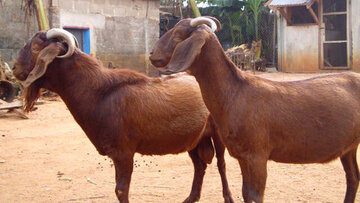 goat_farming_nigeria
