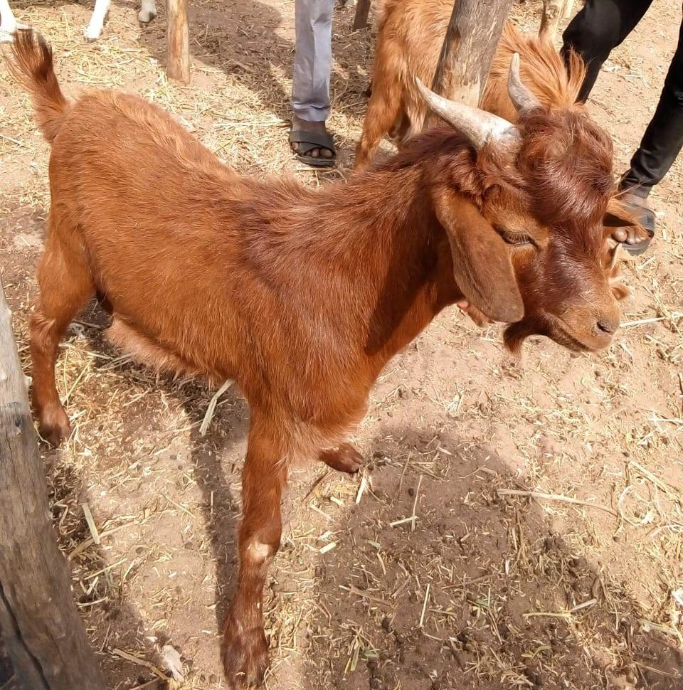 This is red Sokoto a breed of goat that is popular in the Northern Nigeria.