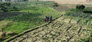 strawberry plantation in Jos