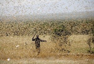 locust invade a farmland in ethiopia