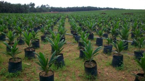 business_opportunities_in_edo_state_national_institute_for_oil_palm_research