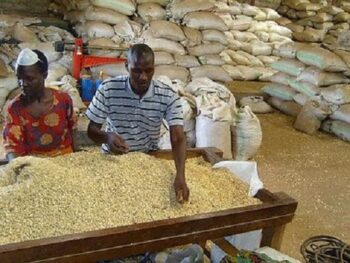 Sesame-seeds-market-nigeria