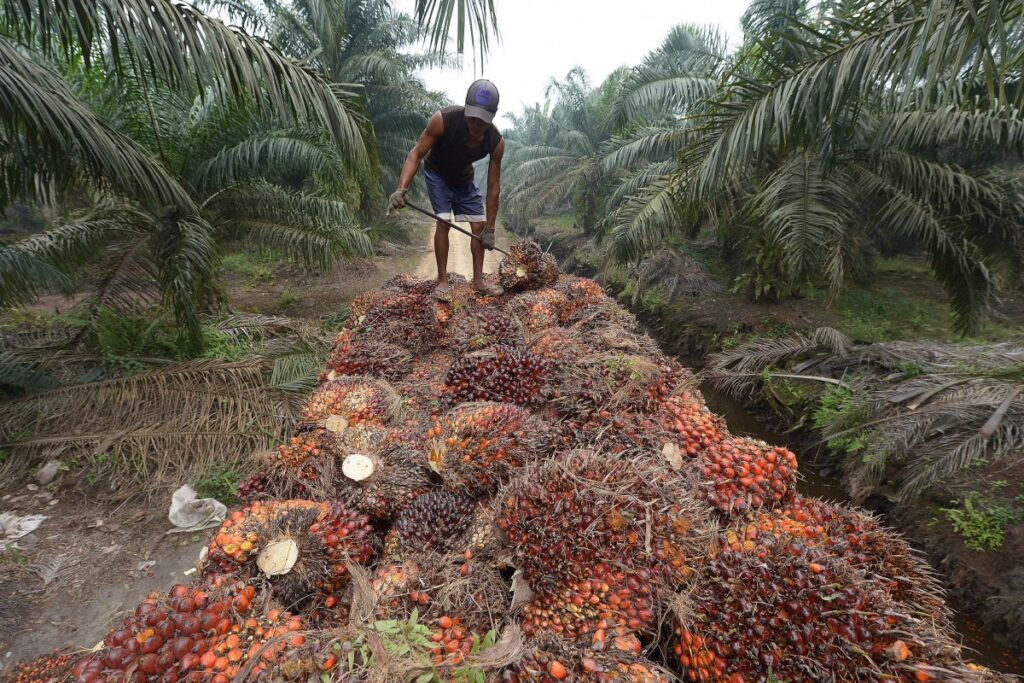 investment opportunities in Rivers State Nigeria Palm Oil business