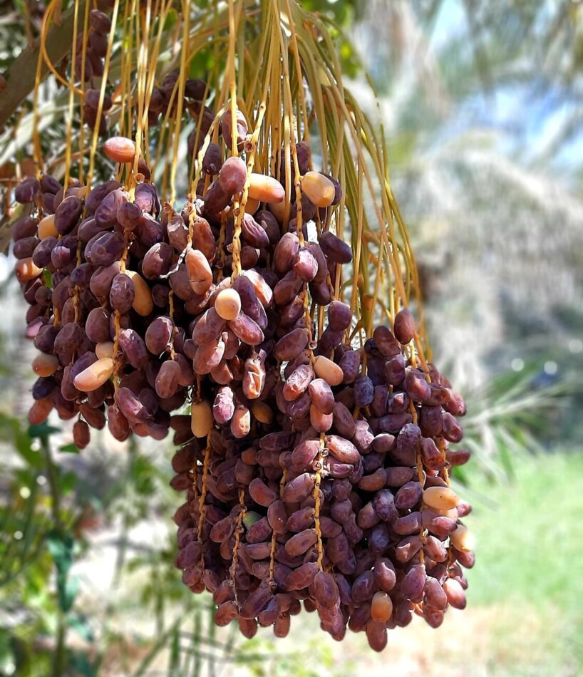 Business ideas i Jigawa state dates plantation