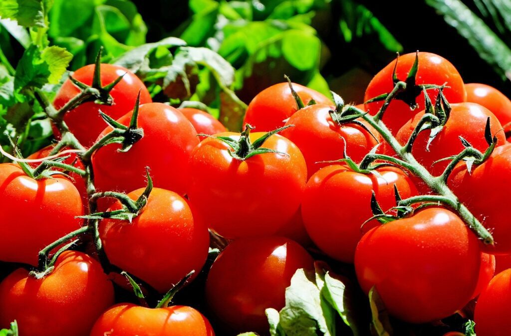 tomatoes, fruit, food-1280859.jpg
