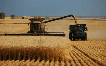 wheat-farming-business-nigeria