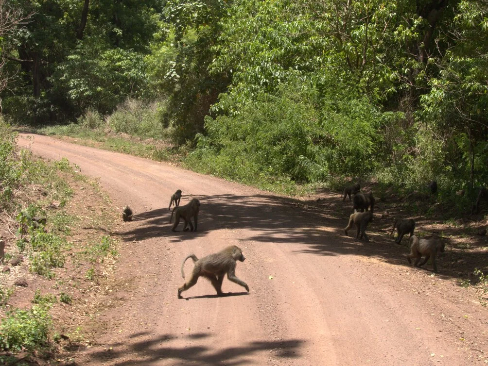 History of Lake Manyara National Park