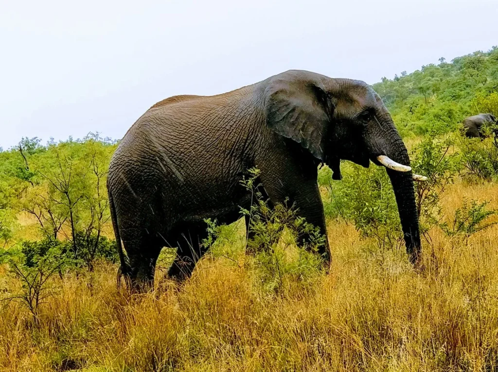 Interesting Facts About Pilanesberg National Park