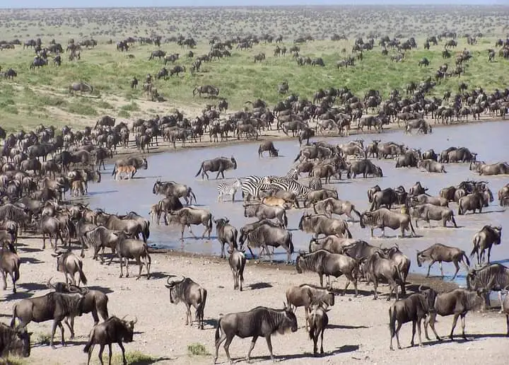 Travelling Tips To Know About Serengeti National Park
