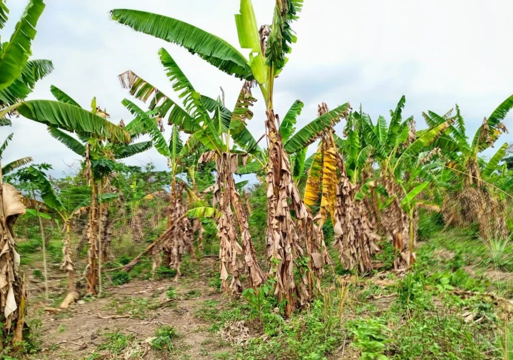 plantain farming business plan in nigeria pdf