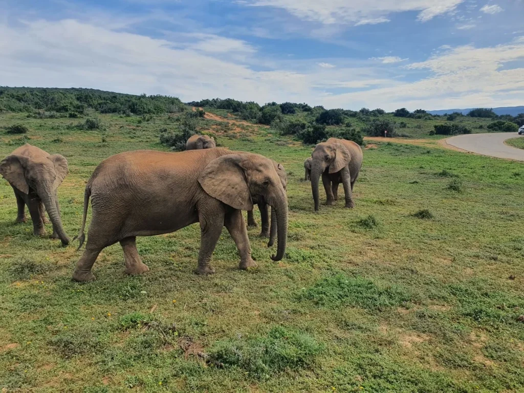 things to know about addo_elephant_national_park-south-africa