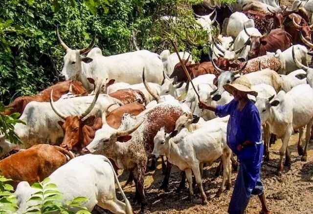 photo of Fulani cattle rearer in Nigeria